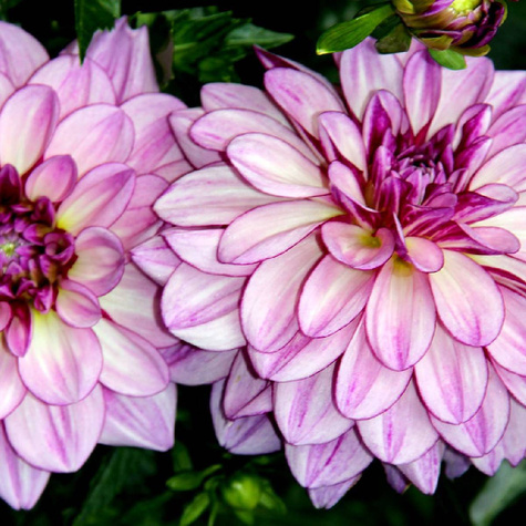 Dalia dekoracyjna Seduction ciemnolistna