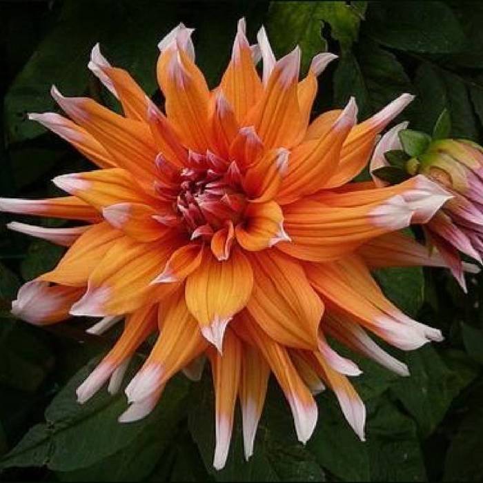 Dalia kaktusowa Colour Spectacle pomarańczowa
