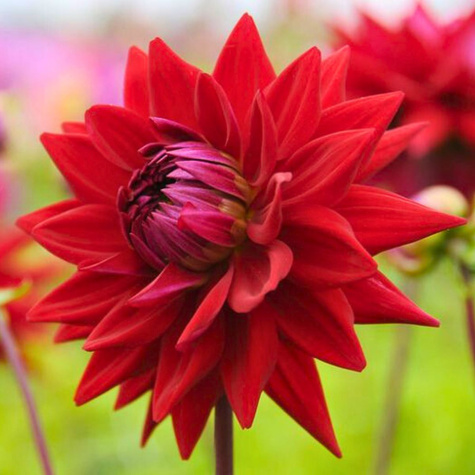 Dalia kaktusowa Witteman's Best czerwona