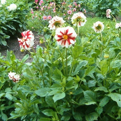 Dalia mignon Fire And Ice biało-czerwona