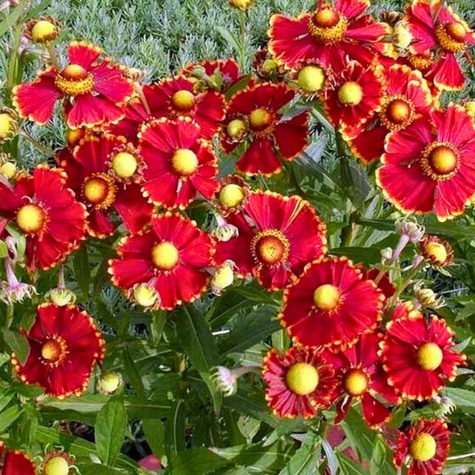 Dzielżan jesienny Helena Red (P9)