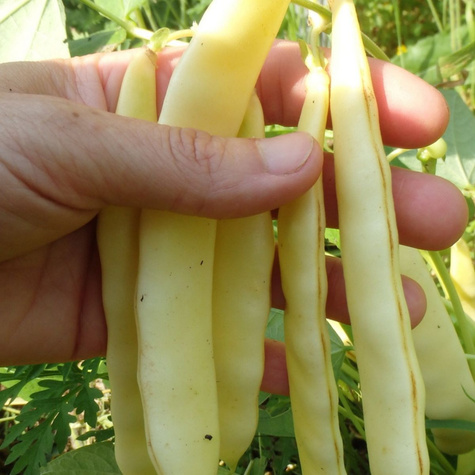 Fasola szparagowa żółta karłowa Serpedor 30g