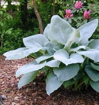 Funkia Hosta Blue Mammoth Olbrzymia niebieska