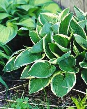 Funkia Hosta Green Gold zielono-biała
