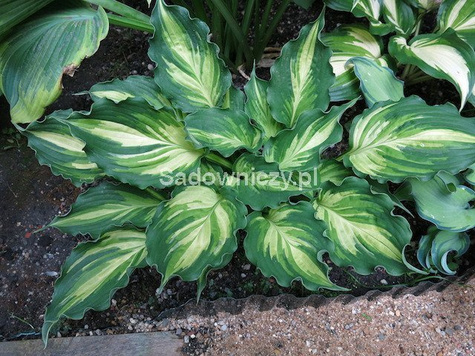 Funkia Hosta Lakeside Paisley Print zielono-biała