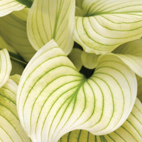 Funkia ogrodowa 'White Feather' Hosta