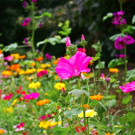 Garden Deco Kwiaty długo kwitnące Mix Vilmorin 8g