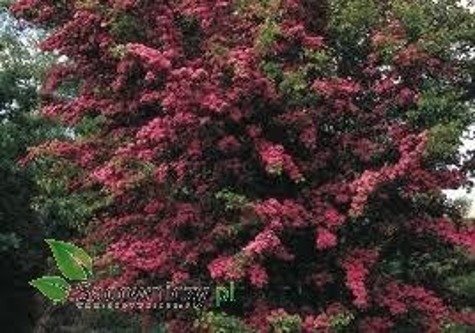 Głóg dwuszyjkowy Paul's Scarlet drzewiasty (obw. 4/6cm, H-180/240)