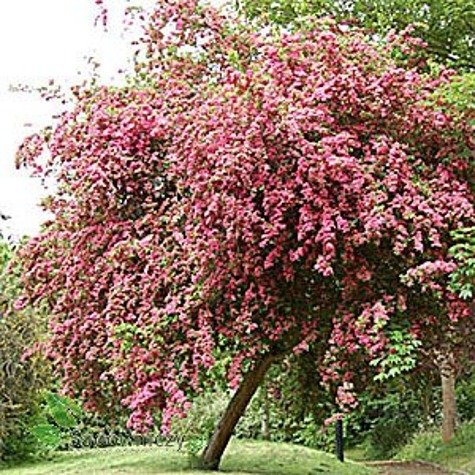 Głóg dwuszyjkowy Paul's Scarlet drzewiasty (obw. 4/6cm, H-180/240)