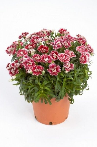 Goździk ogrodowy Diantica Strawberry Cream