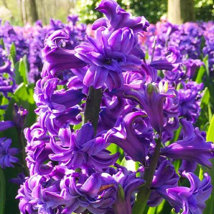Hiacynt wschodni Lili Purple pełny