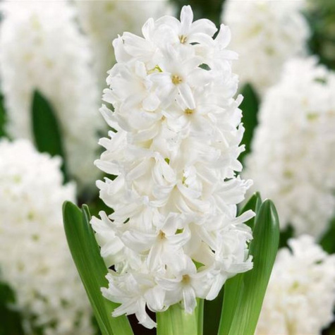 Hiacynt wschodni White Pearl śnieżnobiały 