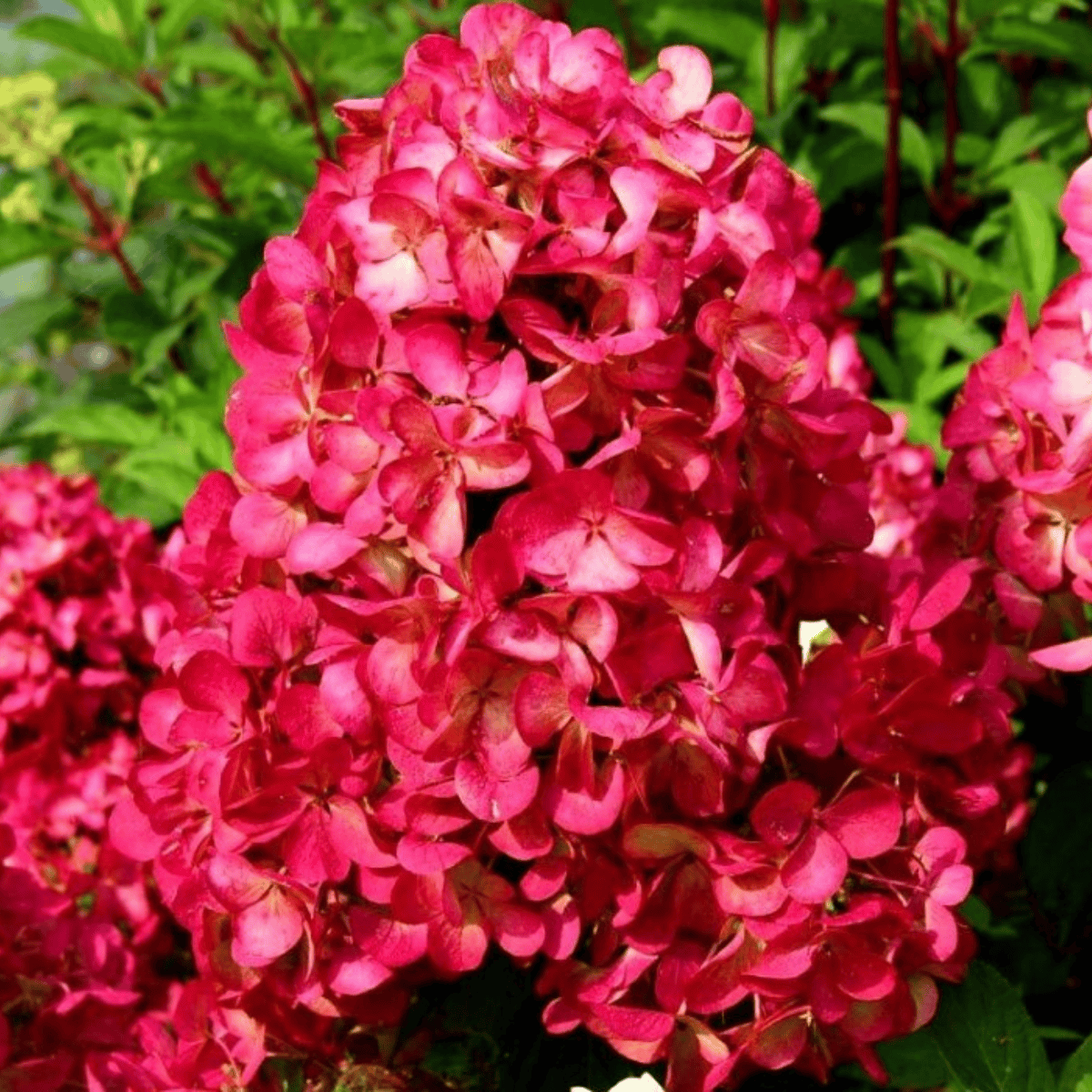 Hortensja bukietowa Diamant Rouge najpiękniejsze kwiaty