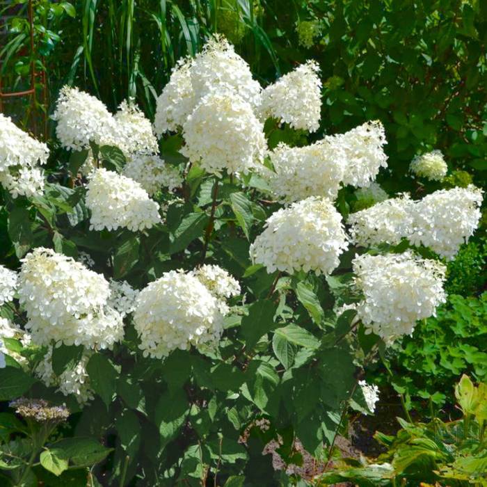 Hortensja bukietowa Phantom kwiaty giganty (C2)