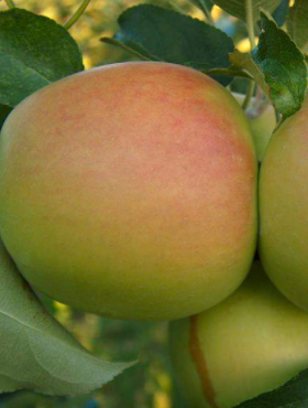 Jabłoń Dolores w doniczce (C2)