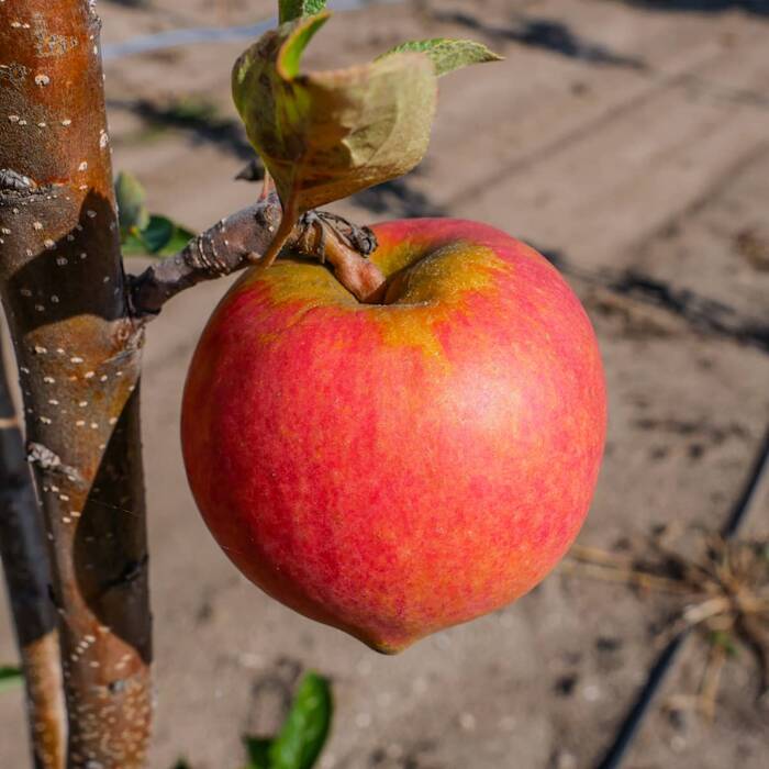 Jabłoń Elstar Plant Pack