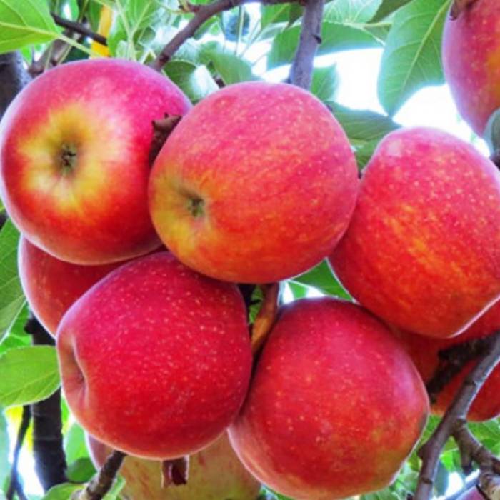 Jabłoń James Grieve Parchoodporna Plant Pack