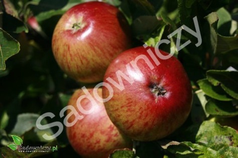 Jabłoń James Grieve w doniczce