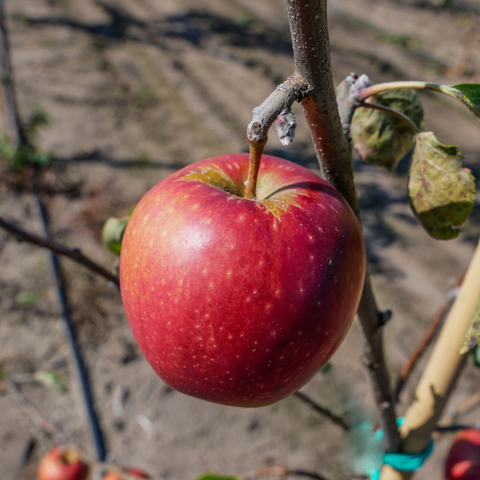 Jabłoń Jonaprince Plant Pack 