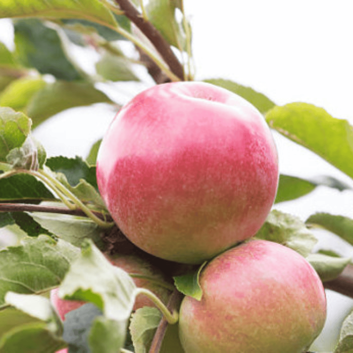 Jabłoń Ligol w doniczce (C2)