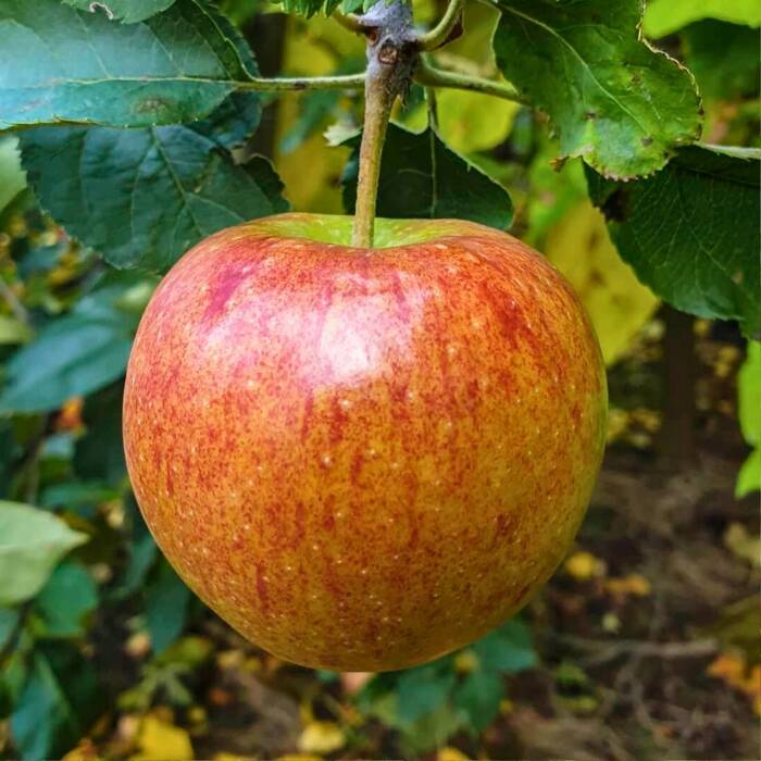 Jabłoń Lired Plant Pack