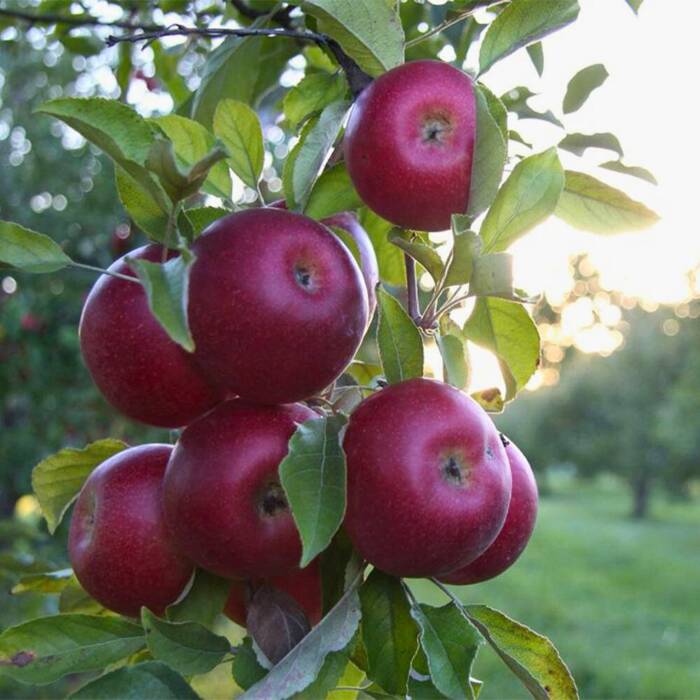 Jabłoń Malinowa Malinówka Plant Pack