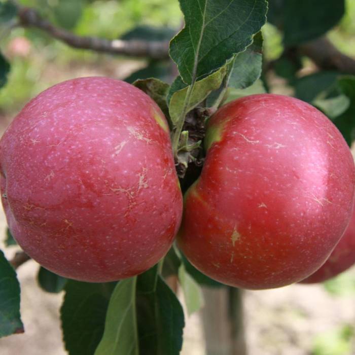 Jabłoń Novamac parchoodporny Plant Pack
