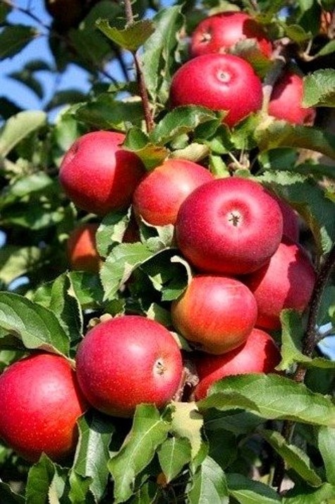 Jabłoń Rubin w doniczce