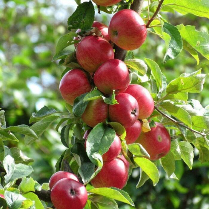 Jabłoń Rubinola Parchoodporna Plant Pack