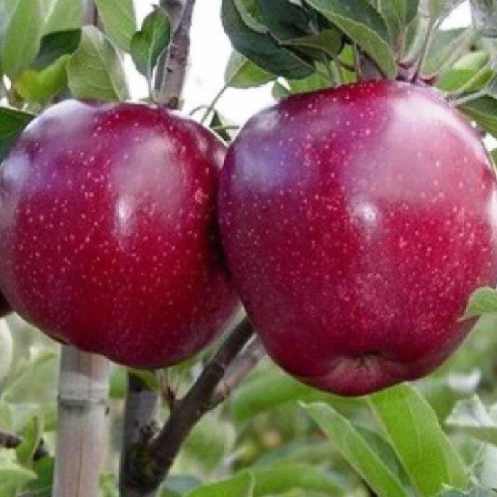 Jabłoń Starking Plant Pack 