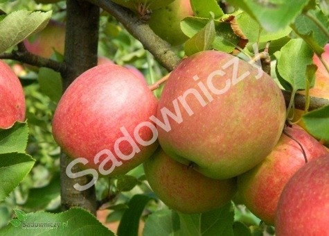 Jabłoń Szampion w doniczce