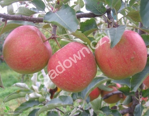 Jabłoń Szampion w doniczce