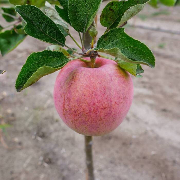 Jabłoń Typu Pirross START PACK ®