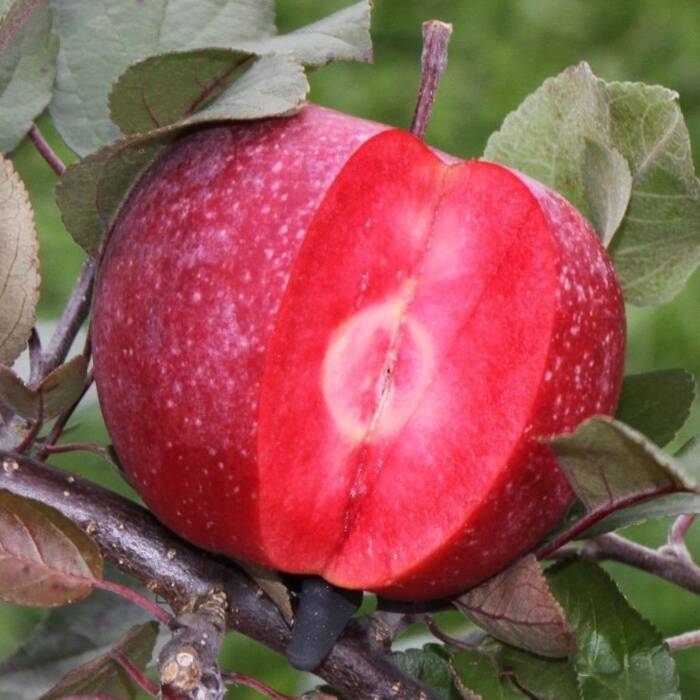 Jabłoń czerwonomiąższowa Marisa Plant Pack