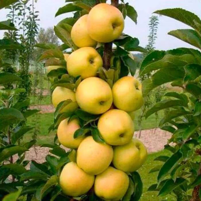 Jabłoń kolumnowa Bolero Plant Pack