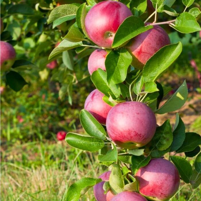 Jabłoń kolumnowa Waltz Plant Pack