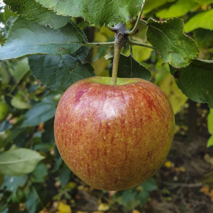 Jabłoń kolumnowa typu Rondo START PACK