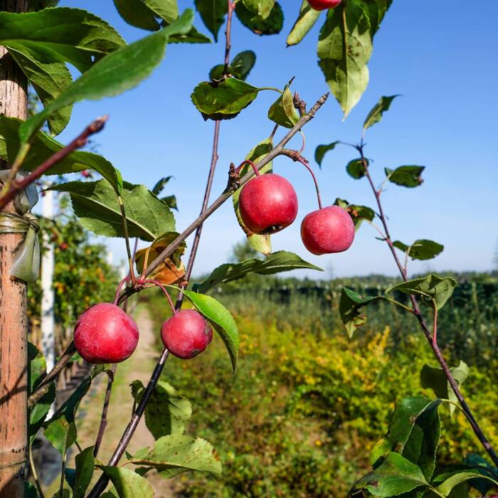 Jabłoń ozdobna rajska Ola obw. 6-8cm