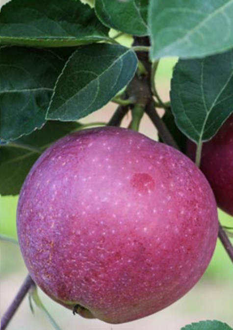Jabłoń typu Adams Apple w doniczce