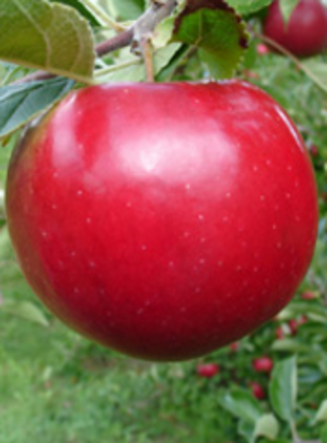 Jabłoń typu Idaredes w doniczce