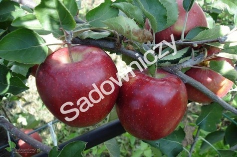 Jabłoń typu Jonagold De Costa w doniczce