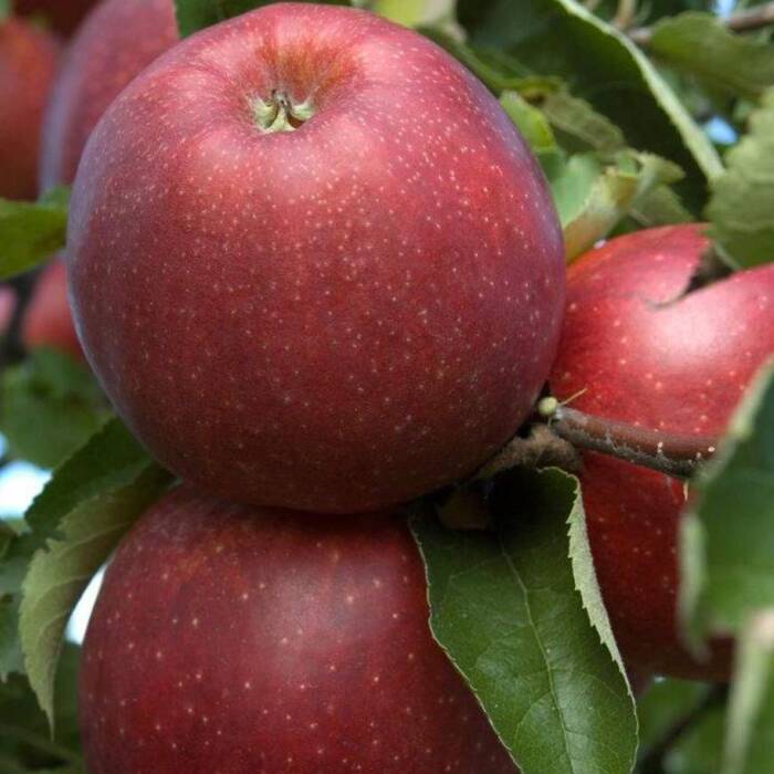 Jabłoń typu Jonagored Supra Plant Pack 
