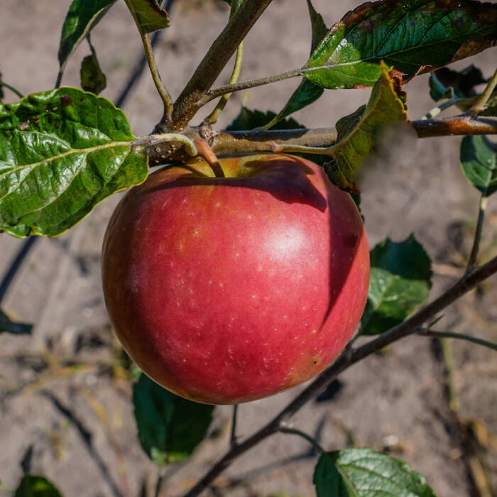 Jabłoń typu Najdared Plant Pack 