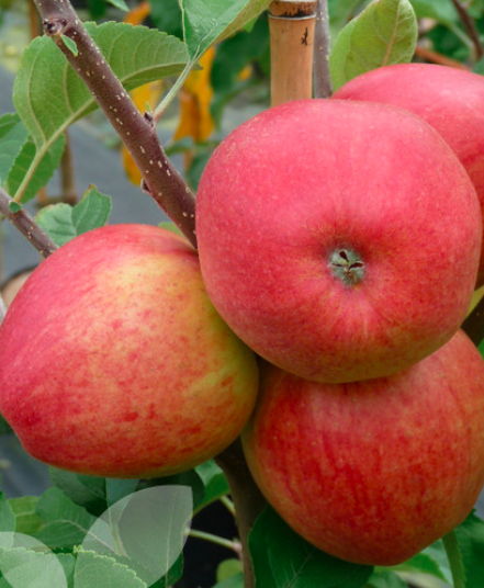 Jabłoń typu Pinova Pinowa START PACK ®