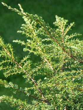 Jałowiec pospolity Hornibrookii Gold
