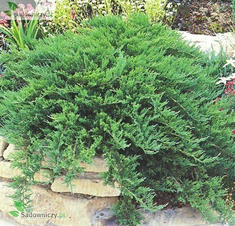Jałowiec sabiński Tamariscifolia (C2)