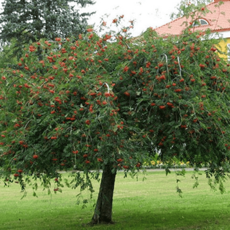 Jarząb pospolity Pendula szczepiona na pniu