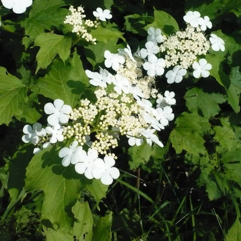 KALINA KORALOWA Viburnum opulus Sadowniczy.pl