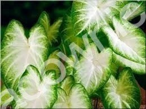 Kaladium ogrodowe Aaron biało-zielone