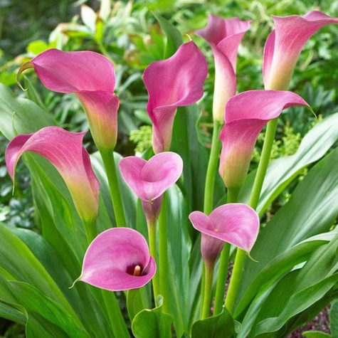 Kalla Cantedeskia Purple Sensation różowa